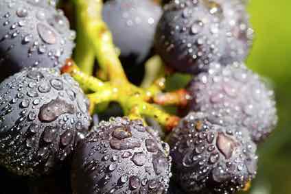 The best Pinot Noir of the World