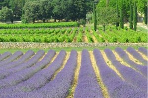 Vins de Provence