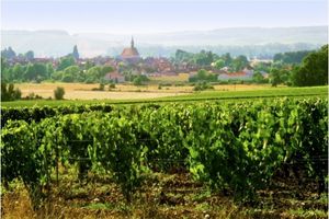 Wines from Alsace